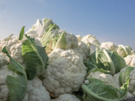 Odmiany kalafiora dobrane do terminu uprawy i przeznaczenia