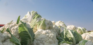 Odmiany kalafiora dobrane do terminu uprawy i przeznaczenia