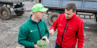 Rozsada warzyw zawsze taka sama