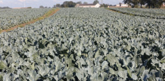 Choroby i szkodniki warzyw kapustnych, powtórka przed nowym sezonem