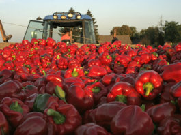 ABC uprawy papryki gruntowej. Cz I – produkcja rozsady papryka gruntowa