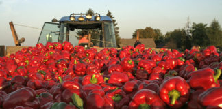 ABC uprawy papryki gruntowej. Cz I – produkcja rozsady papryka gruntowa