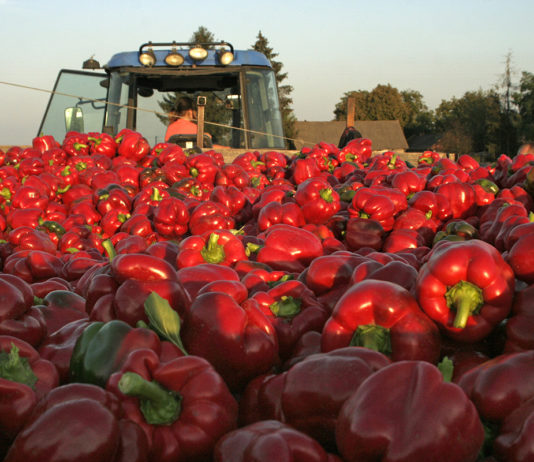 ABC uprawy papryki gruntowej. Cz I – produkcja rozsady papryka gruntowa