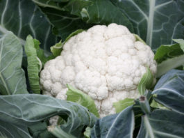 Odmiany kalafiorów na świeży rynek, cz. I