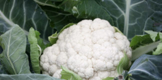 Odmiany kalafiorów na świeży rynek, cz. I