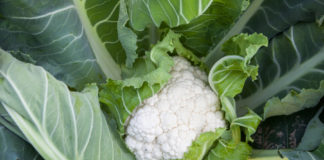 Mniej kalafiorów we Francji