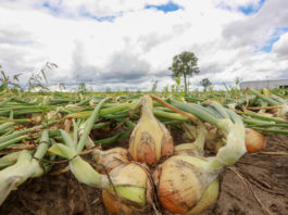 Czy warto uprawiać cebulę z rozsady?