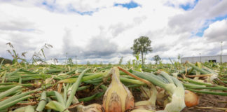 Czy warto uprawiać cebulę z rozsady?