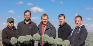 Brokuły niezawodne w produkcji