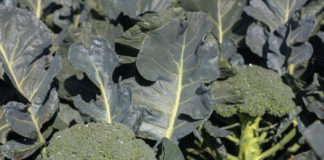 Dwa zbiory brokuła w ciągu roku – to jest możliwe. FILM