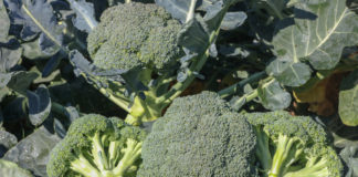 Projekt wprowadzający ceny referencyjne przyjęty przez Radę Ministrów