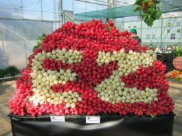 Rzodkiewka na sezon 2017