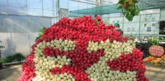 Rzodkiewka na sezon 2017