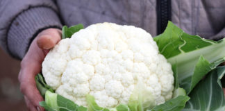 Stabilne plony kalafiorów – jak je uzyskać?