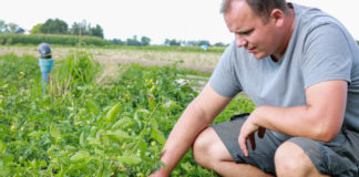 Warzywa intensywnie i perfekcyjnie, cz. II – pomidory gruntowe