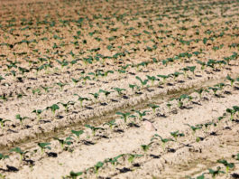 Warzywa intensywnie i perfekcyjnie, cz. I – brokuły