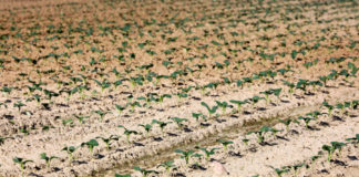 Warzywa intensywnie i perfekcyjnie, cz. I – brokuły