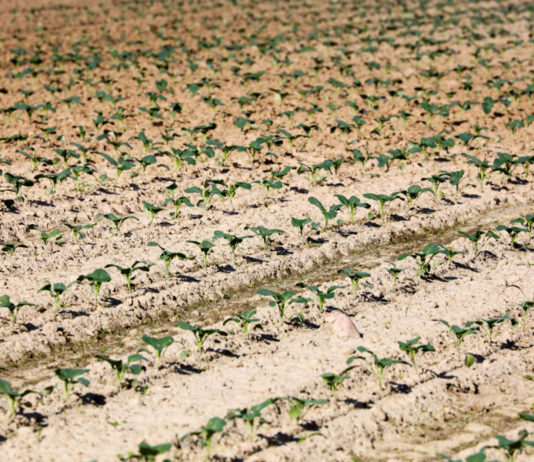 Warzywa intensywnie i perfekcyjnie, cz. I – brokuły