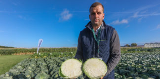 W królestwie warzyw kapustnych, cz. I kapusta