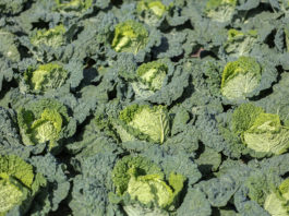 Nowe możliwości ochrony warzyw przed chorobami