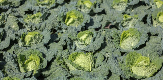Nowe możliwości ochrony warzyw przed chorobami
