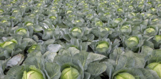 Odmiany kapusty do przechowywania z gwarancją wysokiej jakości