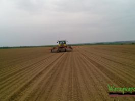 Już siać cebulę, czy jeszcze poczekać?