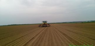 Już siać cebulę, czy jeszcze poczekać?