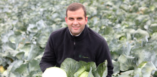 Kapusta głowiasta – trendy w produkcji i wyzwania na najbliższe lata