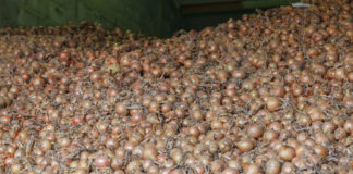 Rynek cebuli wciąż trudny