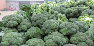 Agrotechnicznie o odmianach brokuła