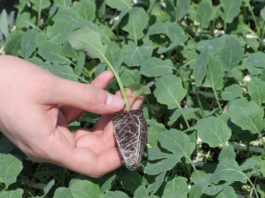 Jak prawidłowo zadbać o rozsadę?