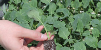 Jak prawidłowo zadbać o rozsadę?