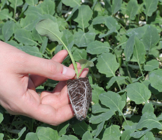 Jak prawidłowo zadbać o rozsadę?