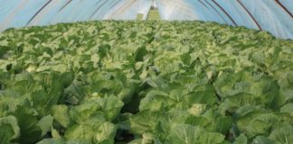 Wczesne kapustne pod niskimi osłonami