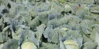 Mikroelementy ważne dla kapustnych i korzeniowych