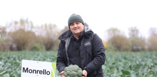 Brokuł Monrello – niezawodny na jesień. FILM