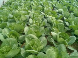 Wczesne odmiany kapusty