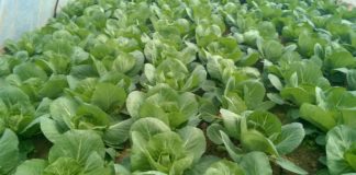 Komunikat warzywniczy Bayer 18.04.2018