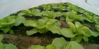 Duży popyt na wczesne krajowe kapustne