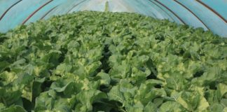 Komunikat warzywniczy Bayer z dnia 15 maja 2017 roku luna experience mieszanie | warzywapolowe