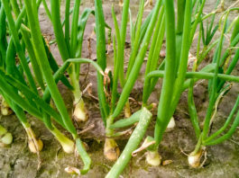 Przezimowanie i pierwsze zabiegi na plantacjach cebuli ozimej