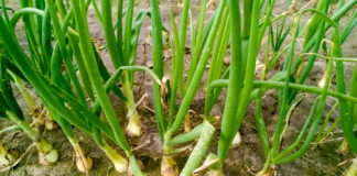 Przezimowanie i pierwsze zabiegi na plantacjach cebuli ozimej