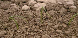 Ochrona herbicydowa cebuli po wschodach