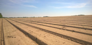 Nowe narzędzie do zwalczania nicieni