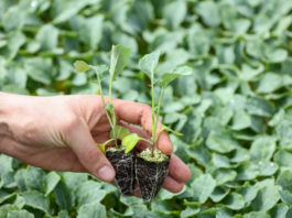 Jak uniknąć stresu dla roślin przy produkcji rozsady?