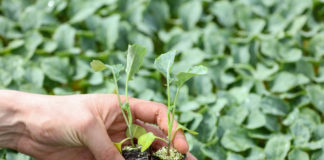Jak uniknąć stresu dla roślin przy produkcji rozsady?