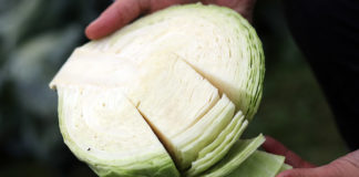 Nawożenie kapusty w trakcie wzrostu