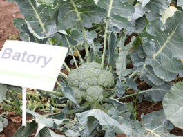 Brokuł Batory na dobre zbiory – FILM