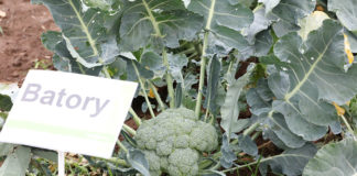 Brokuł Batory na dobre zbiory – FILM
